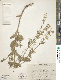 Silene dichotoma image