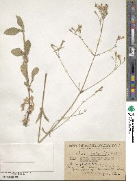 Silene italica image