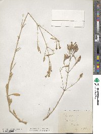 Silene italica image