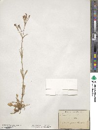 Silene italica image