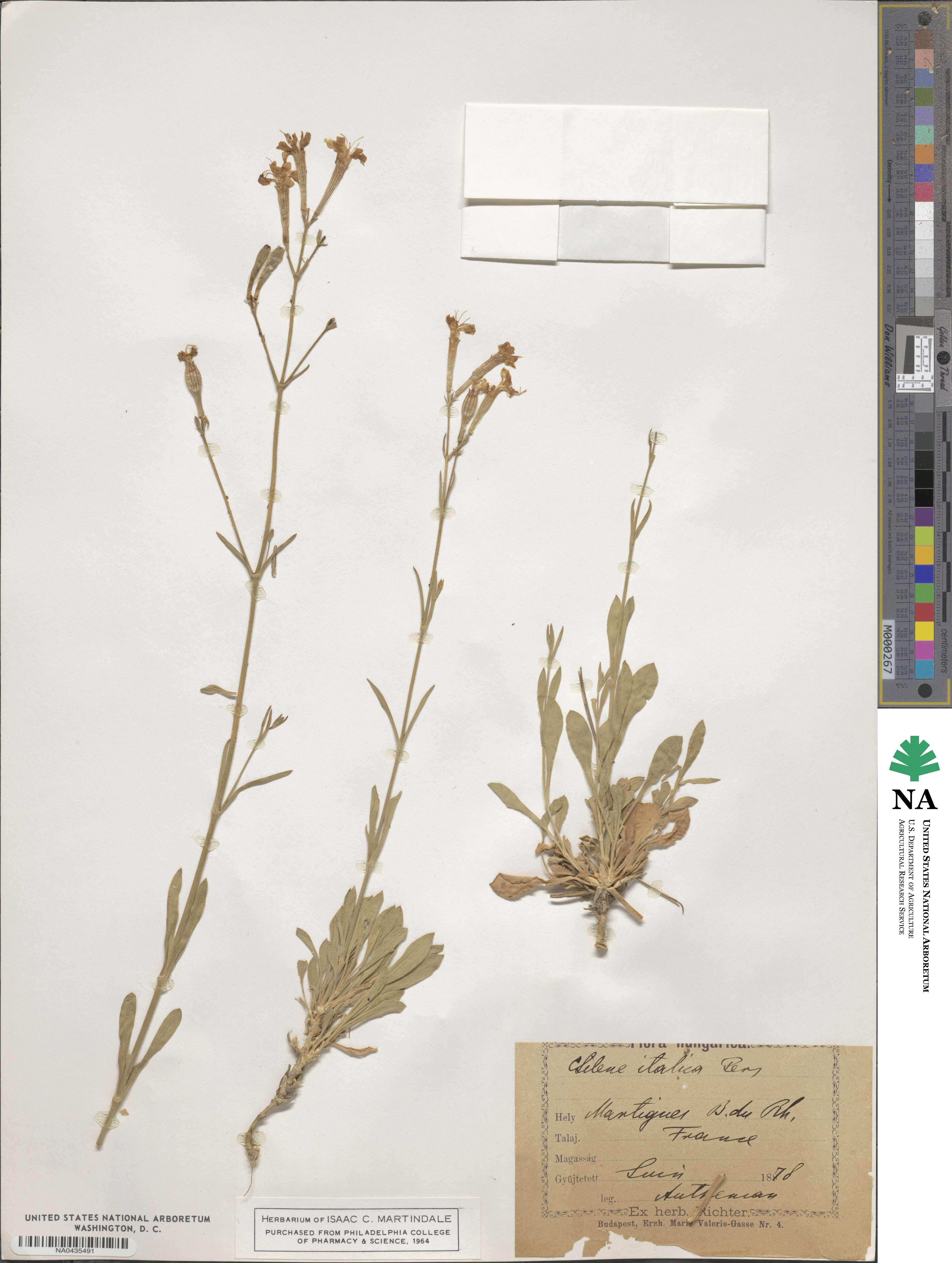 Silene italica image