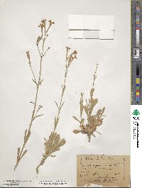 Silene italica image