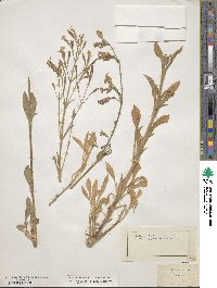 Silene italica image