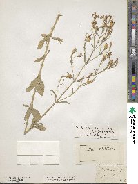 Silene nemoralis image