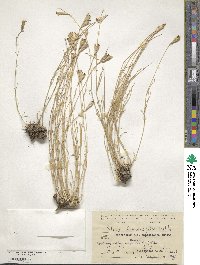 Silene linearifolia image