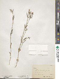 Silene linicola image