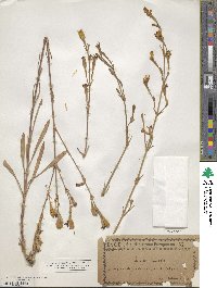 Silene longiflora image