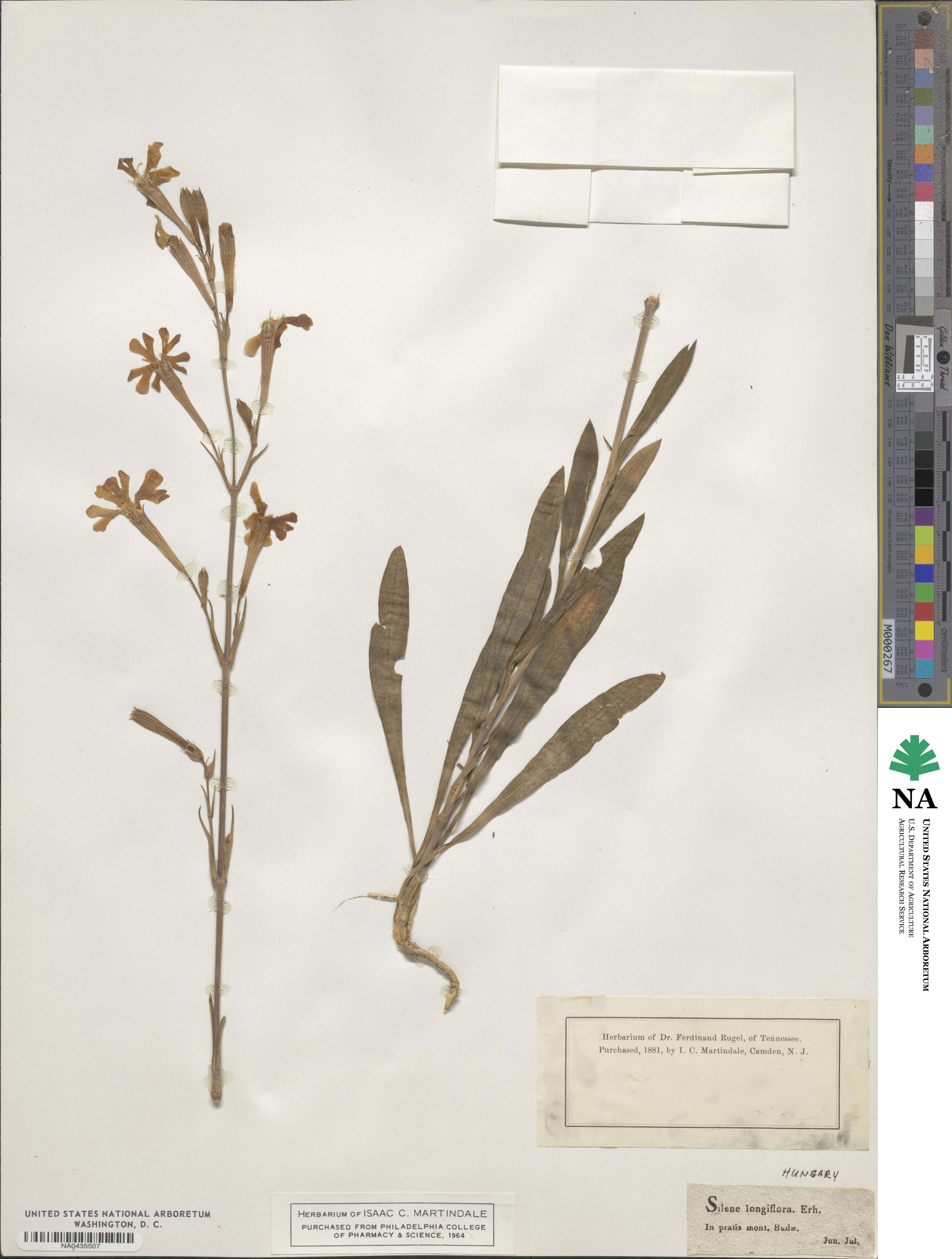 Silene longiflora image