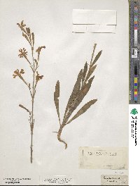 Silene longiflora image