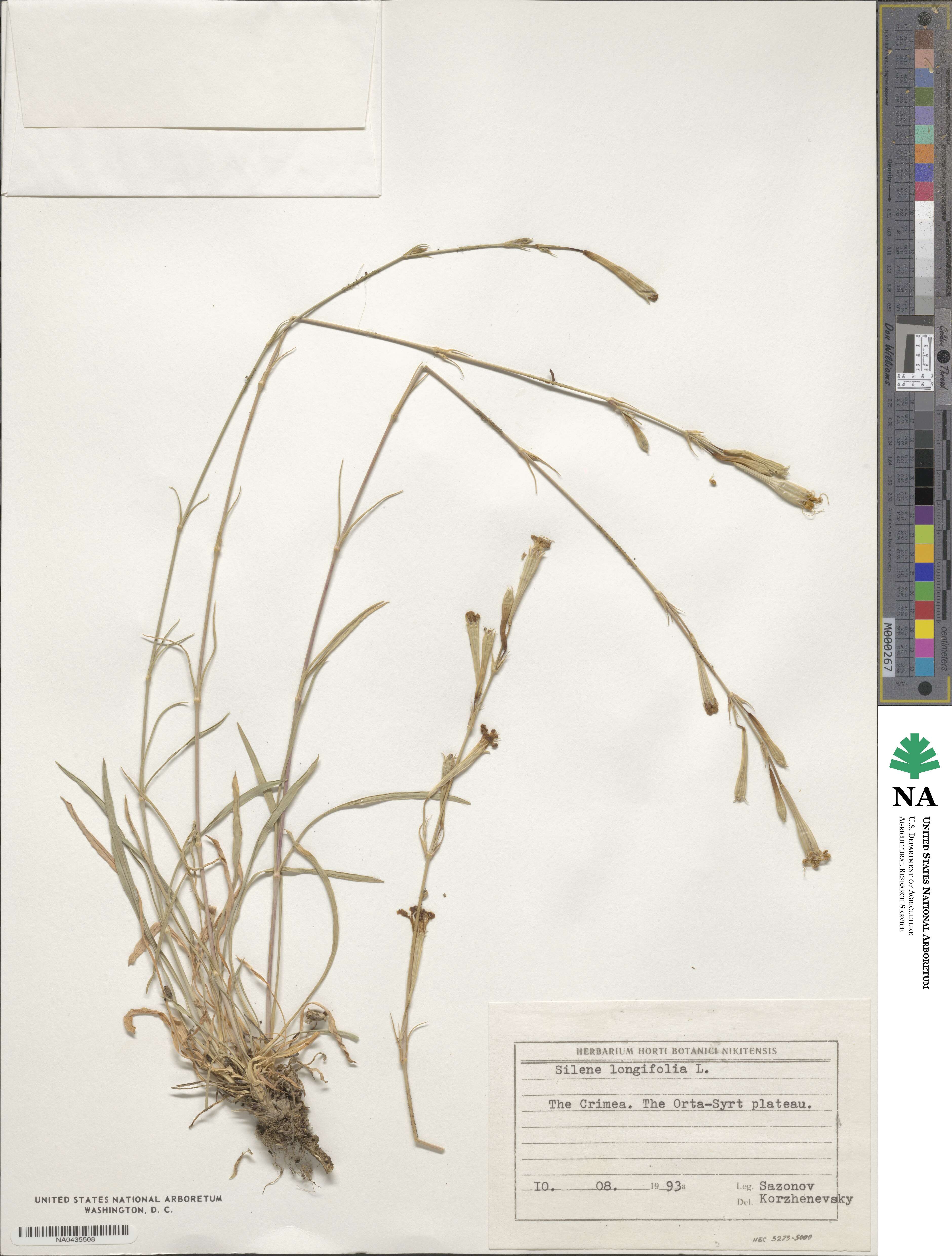 Silene nutans subsp. nutans image