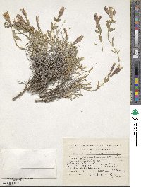 Silene lychnidea image