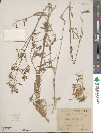 Silene mellifera image