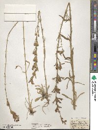 Silene multiflora image