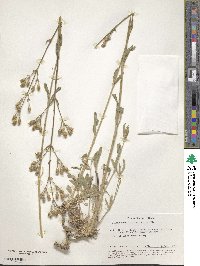 Silene nemoralis image