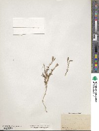 Silene nicaeensis image