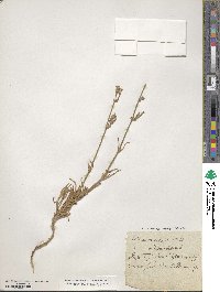 Silene nicaeensis image