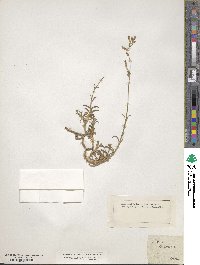 Silene nicaeensis image