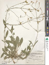 Silene noctiflora image