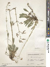 Silene nutans image