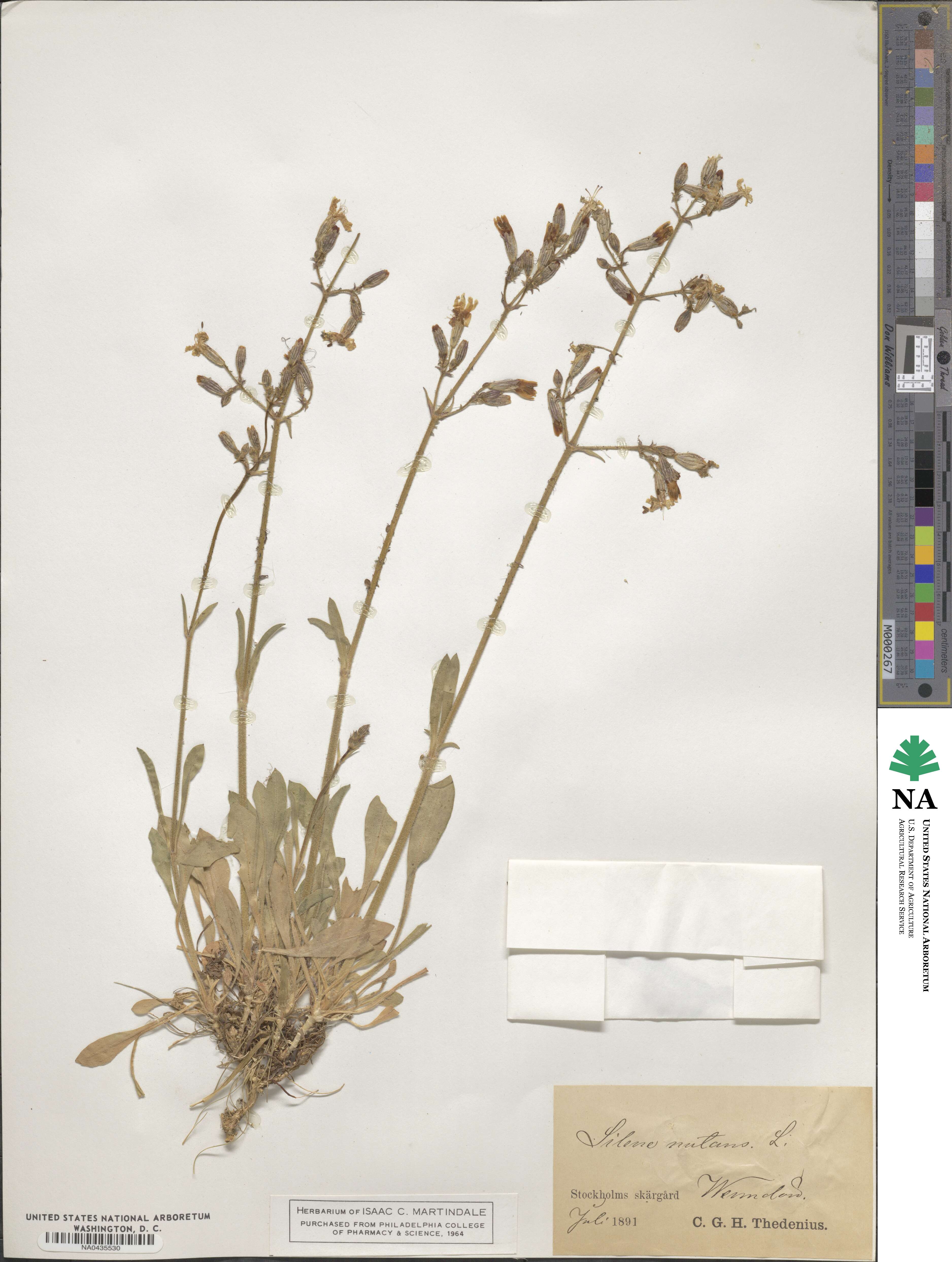 Silene nutans image