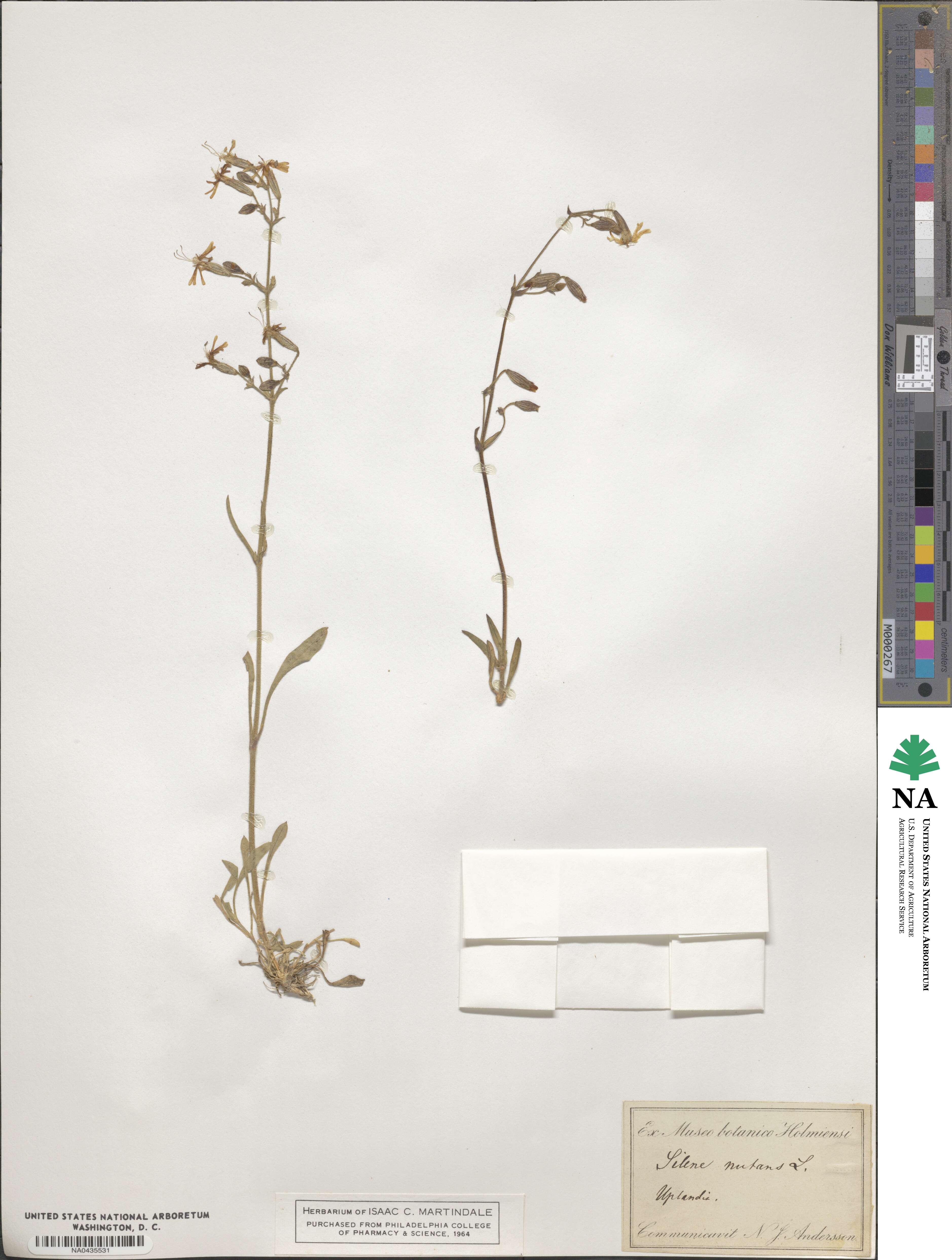 Silene nutans image