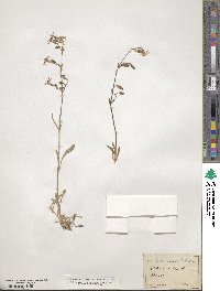 Silene nutans image