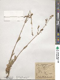 Silene nutans image