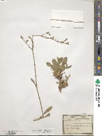 Silene nutans image