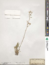 Silene nutans image