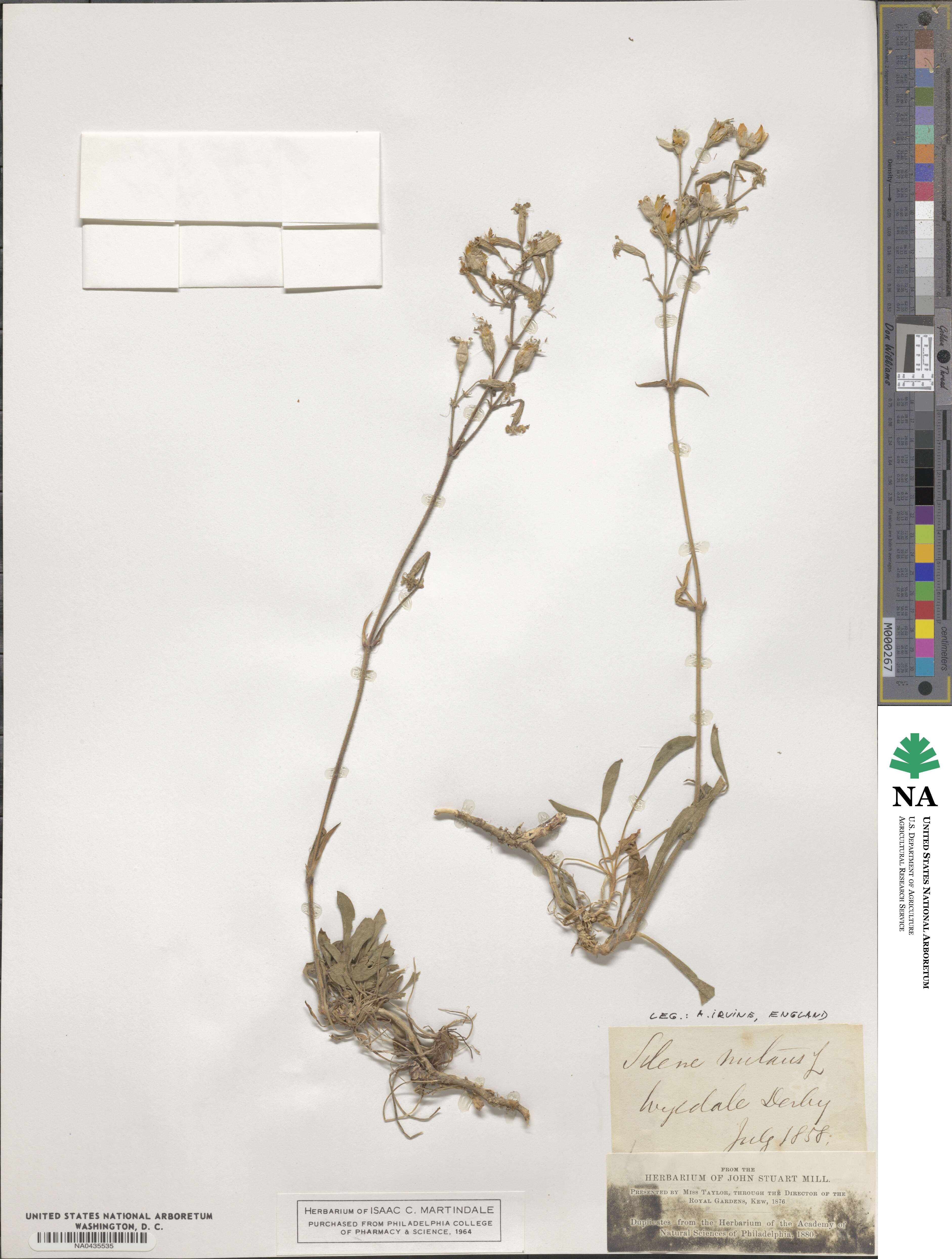 Silene nutans image