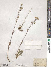 Silene nutans image