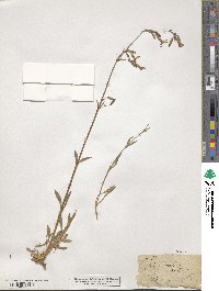 Silene nutans image