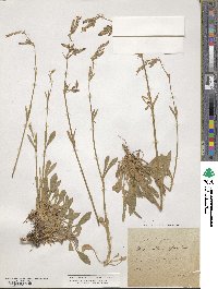 Silene nutans image