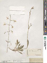 Silene nutans image