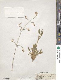 Silene nutans image