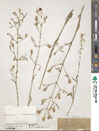 Silene nutans image