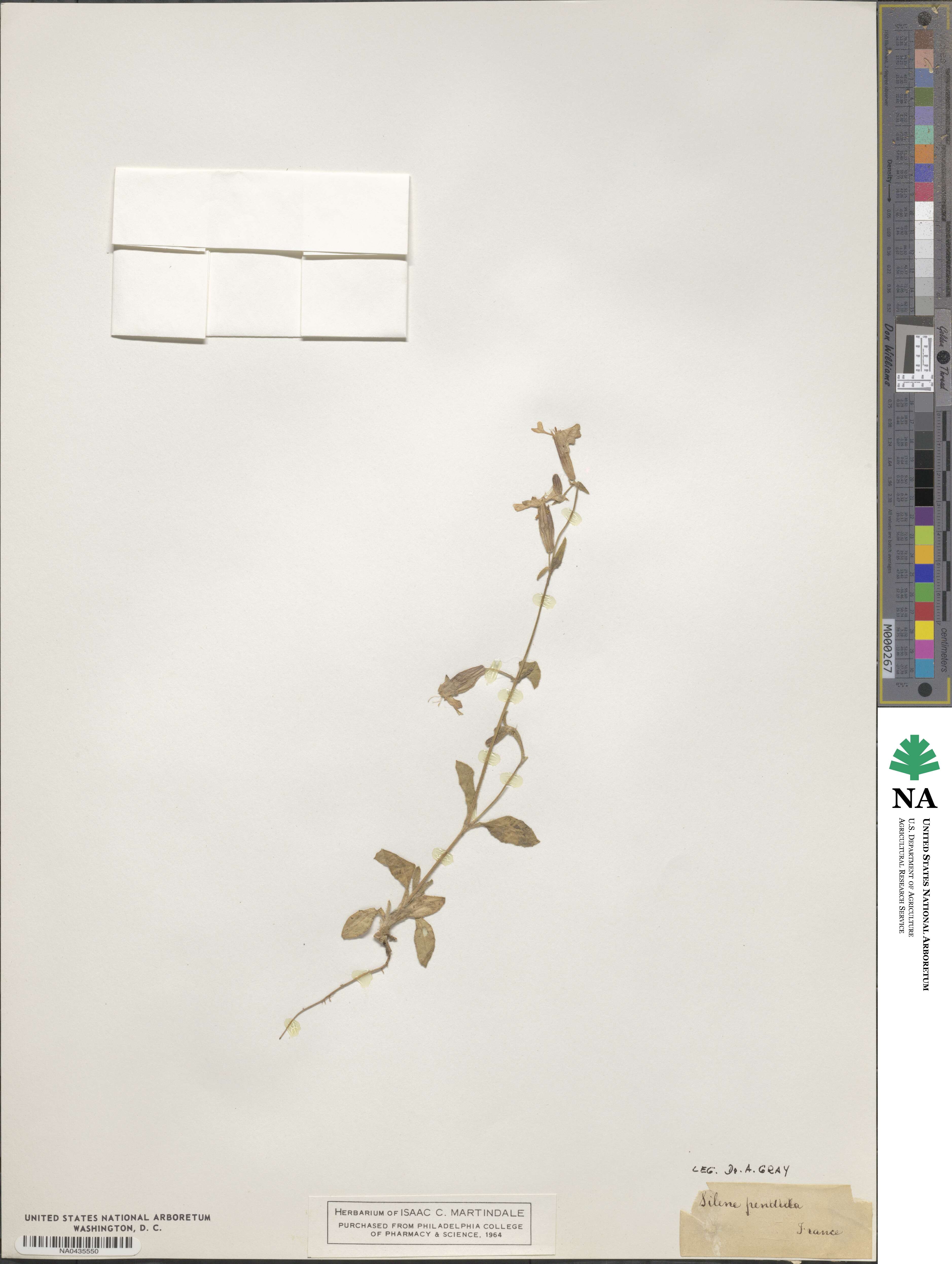 Silene pendula image