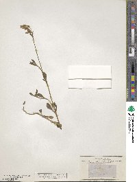 Silene pseudoatocion image