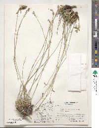 Silene radicosa image