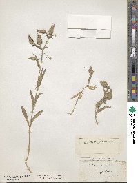 Silene rubella image