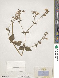 Silene rupestris image