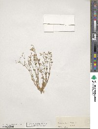 Silene rupestris image