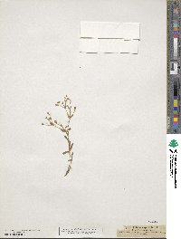 Silene rupestris image