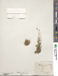 Silene saxifraga image