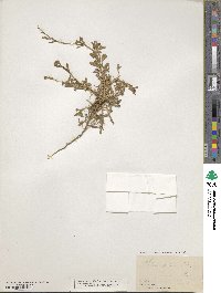 Silene sericea image