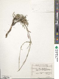 Silene bupleuroides subsp. bupleuroides image