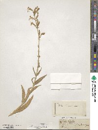 Silene viscosa image