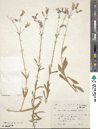 Silene vulgaris image