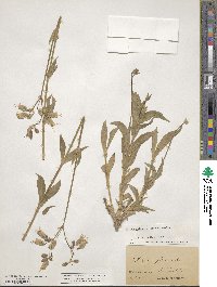 Silene vulgaris image