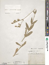 Silene vulgaris image